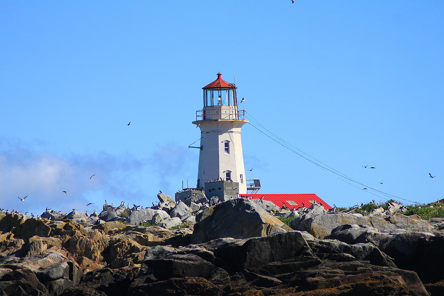 Machias Seal Island Lighthouse Photograph By John Burk Fine Art America   Machias Seal Island Lighthouse John Burk 