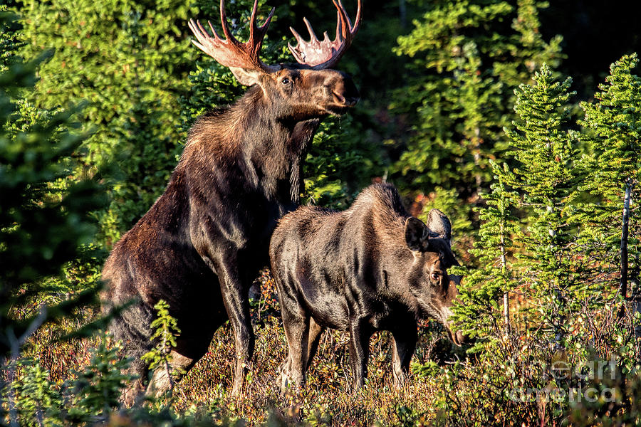 Macho Moose Photograph by Jim Garrison