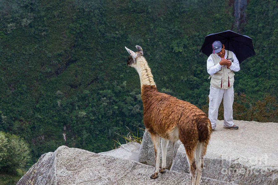 Machu Picchu Llama and Texter Photograph by Dan Hartford