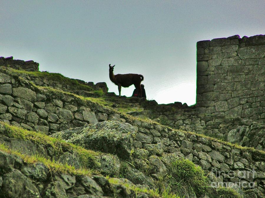  Macchu Picchu Llama Silhouette  Photograph by Michele Penner