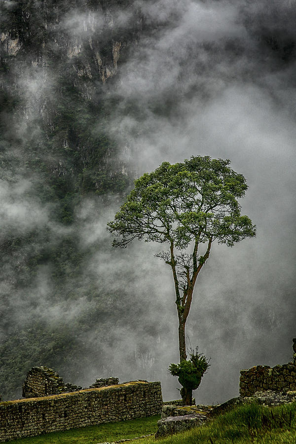 Machu Picchu Sentinel Photograph by John Haldane