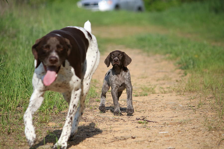 Macie Pup and Millie Photograph by Brook Burling