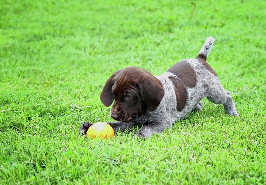 Macie Pup Ball Photograph by Brook Burling