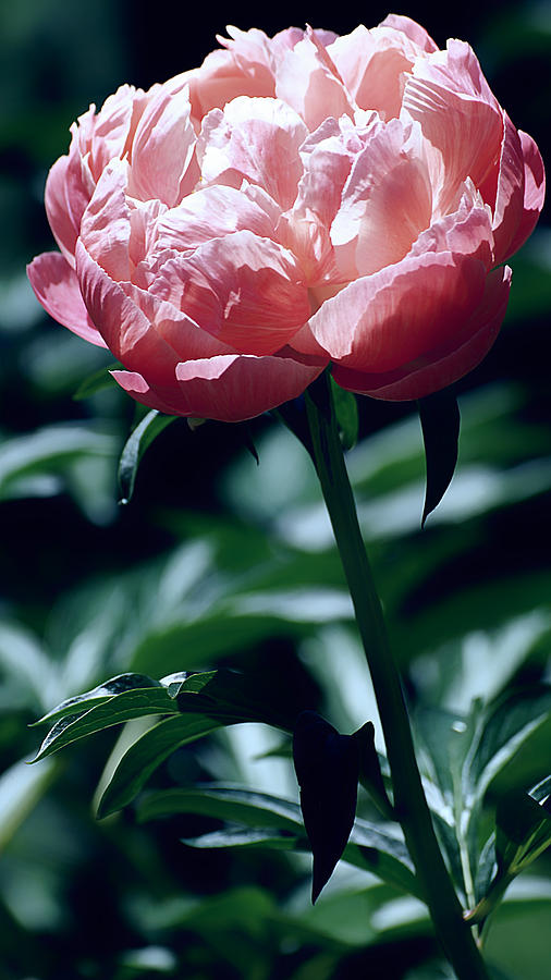 Mackenzie Road Peony by Beth Akerman Mackenzie Road Peony by Beth Akerman