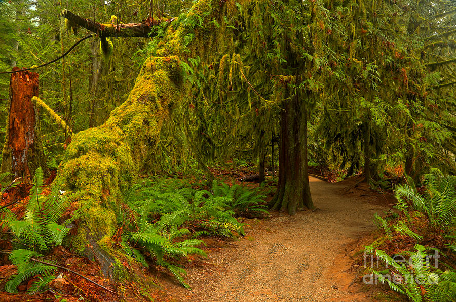 MacMillan Cathedral Grove Photograph by Adam Jewell