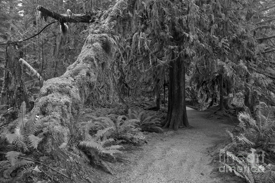 MacMillan Cathedral Grove Black And White Photograph by Adam Jewell