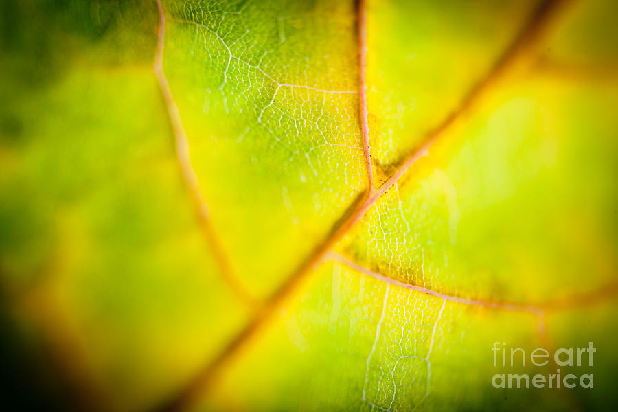 Macro Abstract Autumn leaves Photograph by Raimond Klavins