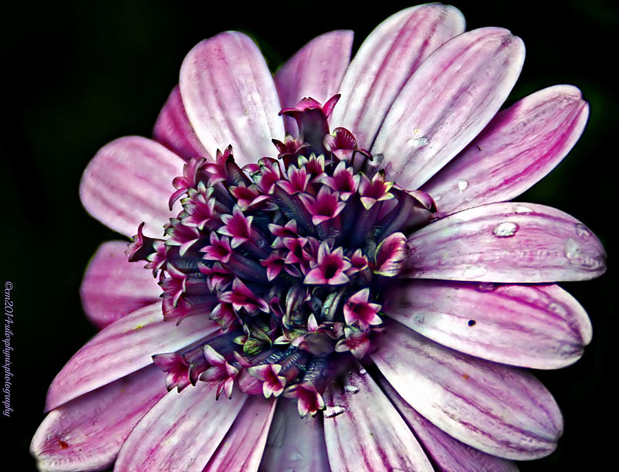 Purple Flower Photograph - Macro African Daisy by Catherine Melvin