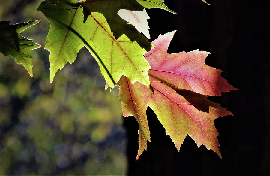 Macro Autumn Leaves Photograph