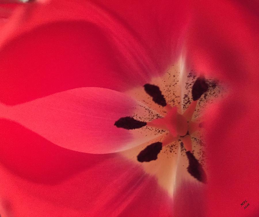 Macro Beauty Tulip Photograph by Marian Lonzetta