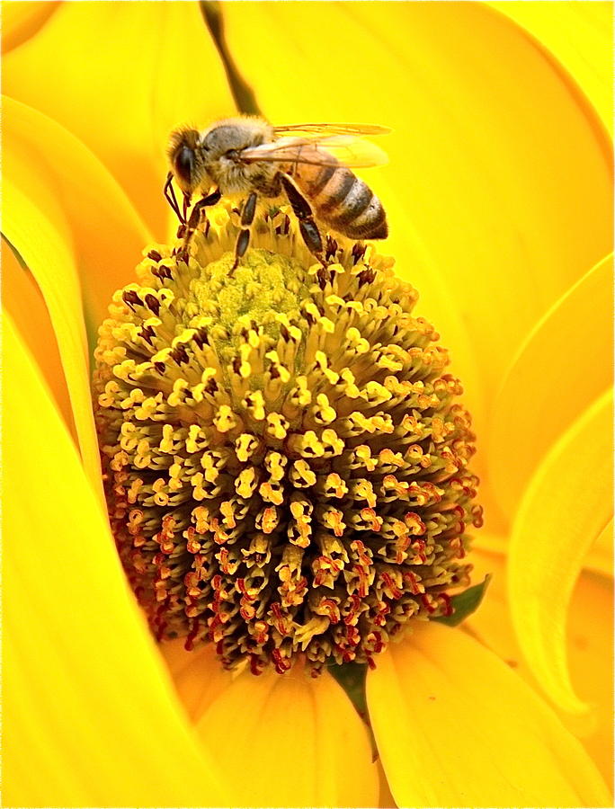 Bees Photograph - Macro Bee by Caroline Reyes-Loughrey Bees Photograph - Macro Bee by Caroline Reyes-Loughrey