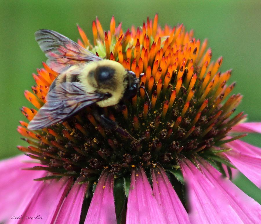 Macro Bee Photograph