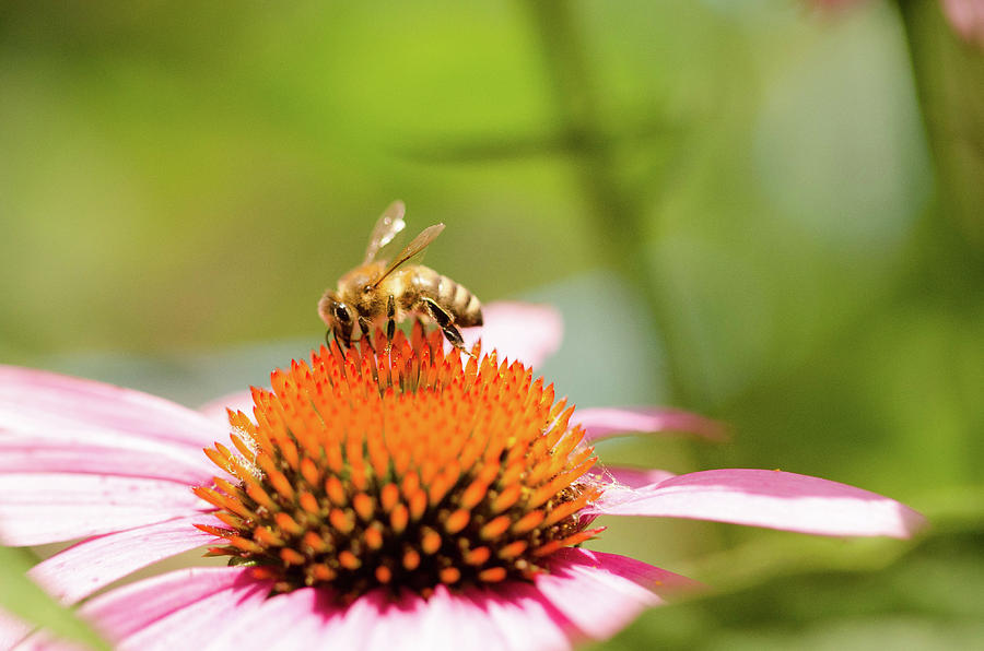Macro Bee by Nikki Watson McInnes Macro Bee by Nikki Watson McInnes