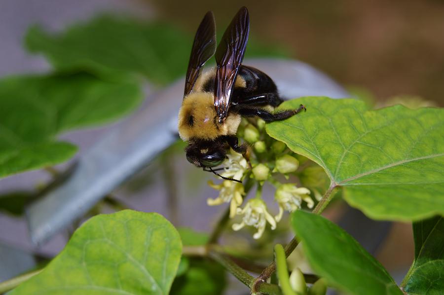 Macro Bee Photograph by Warren Thompson