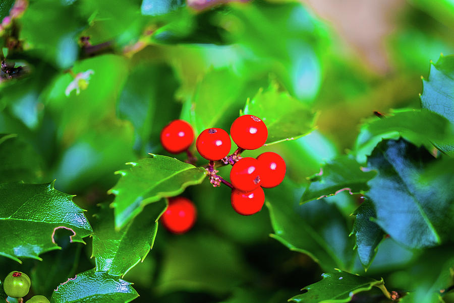 Macro Berries - 1202 by G L Sarti Macro Berries - 1202 by G L Sarti