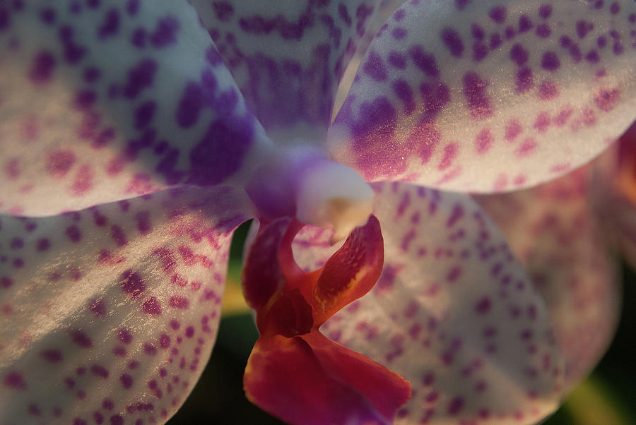 Macro Bloom - PLA235 by G L Sarti Macro Bloom - PLA235 by G L Sarti