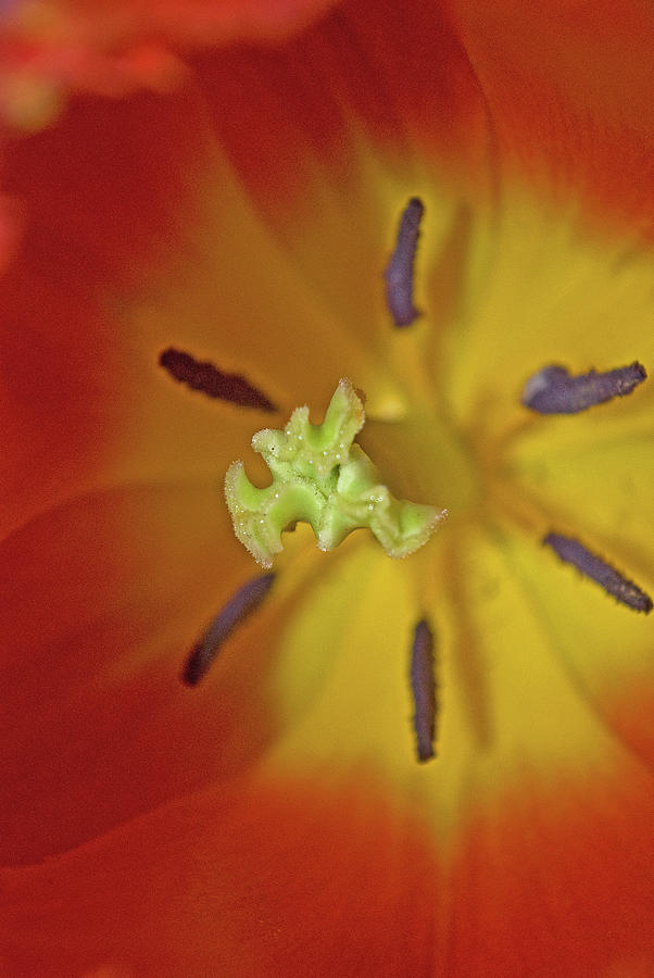 Macro Bloom - PLA238 by G L Sarti Macro Bloom - PLA238 by G L Sarti