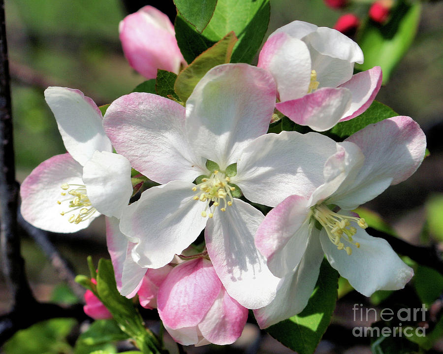 Macro Blossoms Photograph by Smilin Eyes Treasures