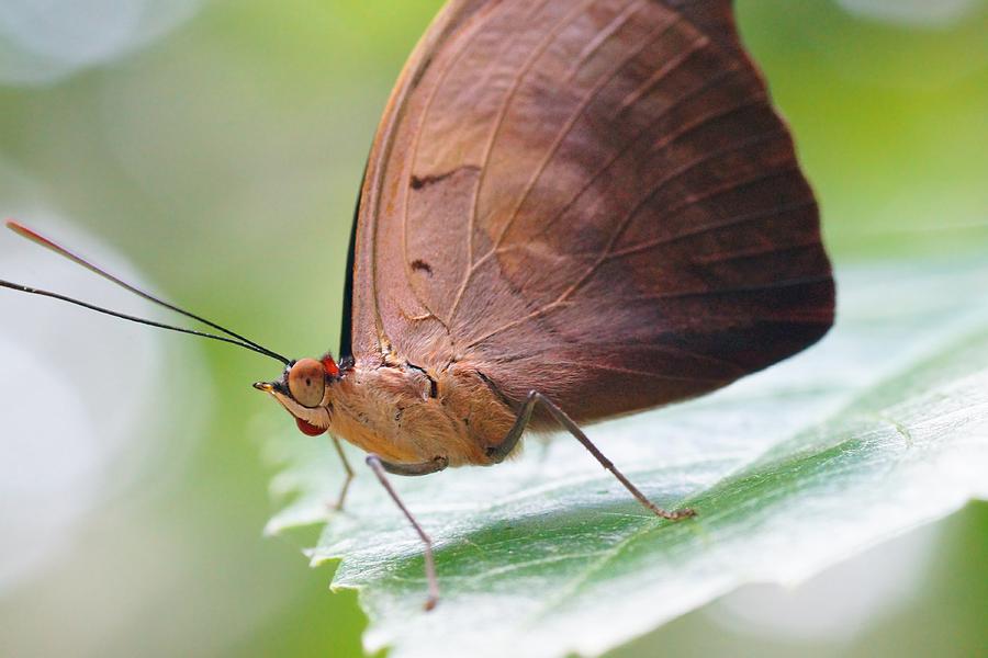 Macro Brown Butterfly Photograph by Mike Murdock