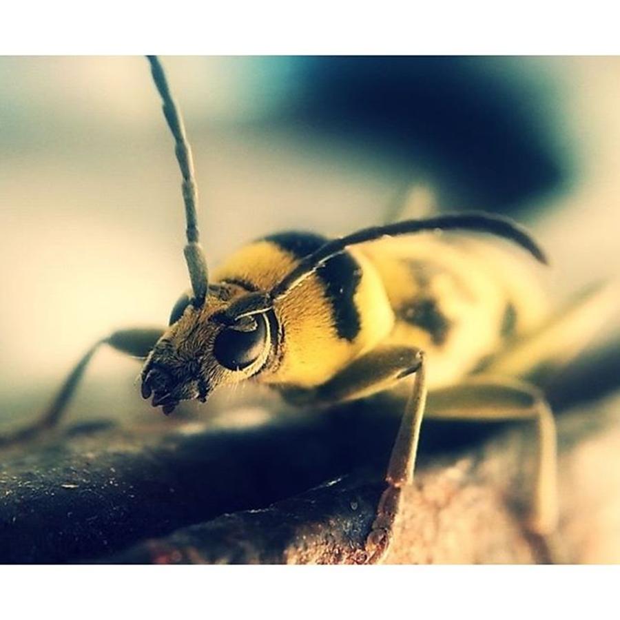 Nature Photograph - #macro #bug #nature by Marko Blazevic