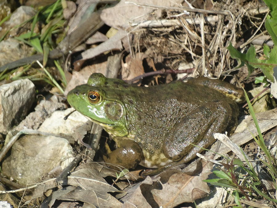 Macro Bullfrog Photograph by Greg Boutz - Fine Art America