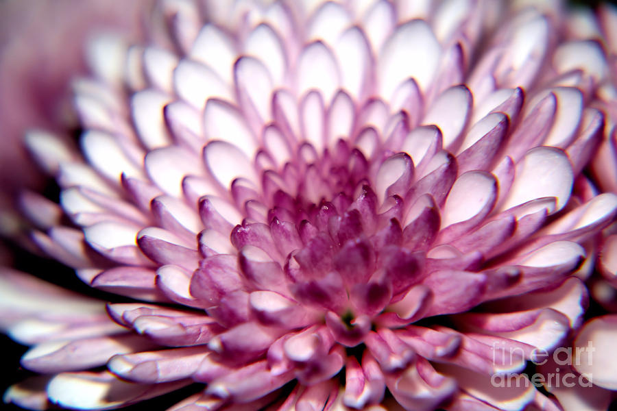 Macro Chrysanthemum Photograph by Elizabeth Dow