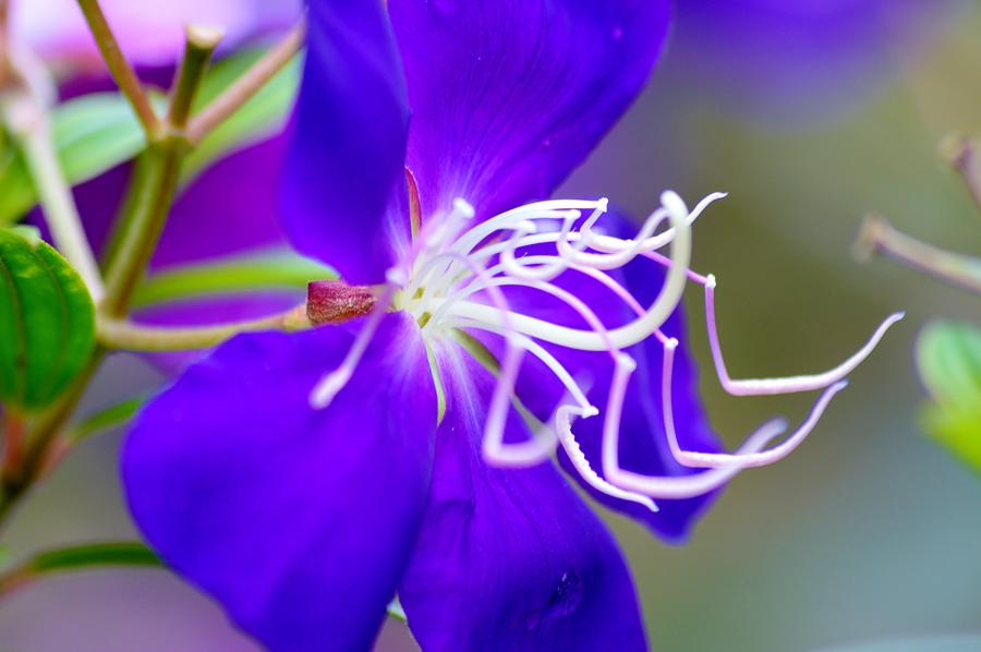 Macro Clematis Photograph by Warren Thompson