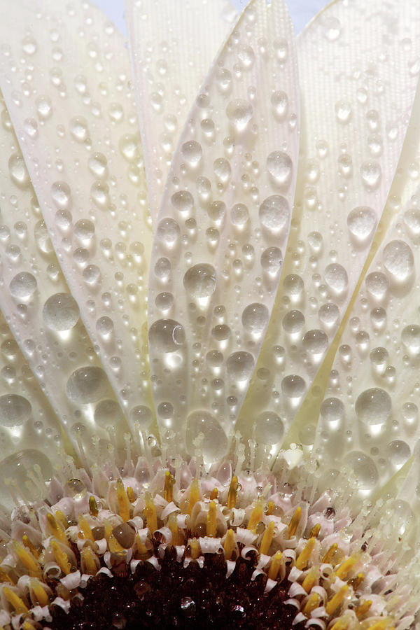 Macro close up of a daisy flower Digital Art by Mark Duffy