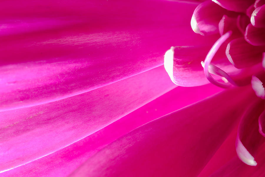 Macro Close-up of a Pink Chrysanthemum Flower  Photograph by John Williams