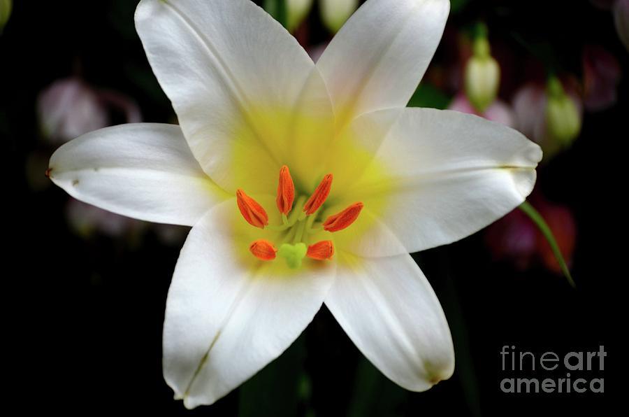 Macro close up of white lily flower in full blossom Photograph by Imran Ahmed