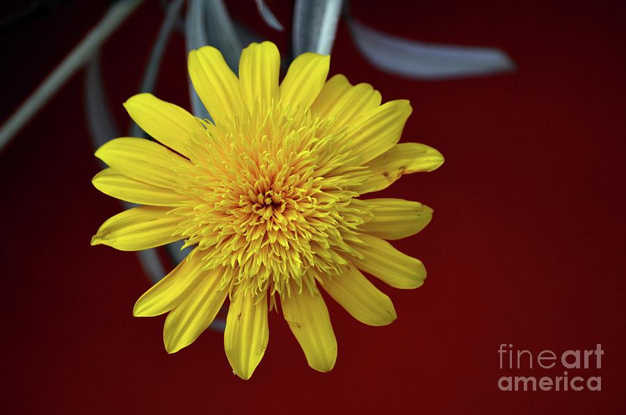 Macro Close Up Of Yellow Flower In Full Blossom Photograph