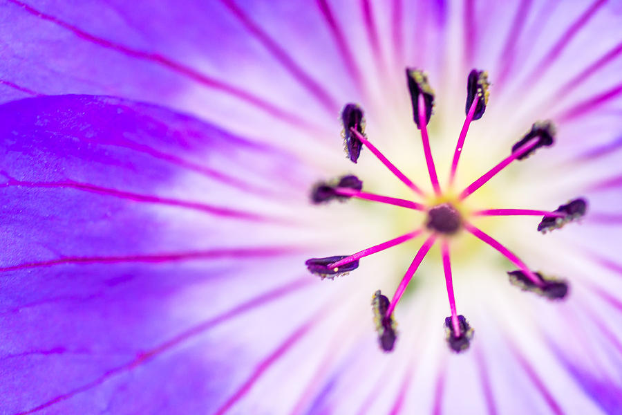 Macro closeup of a Purple flower Stamen Photograph by John Williams