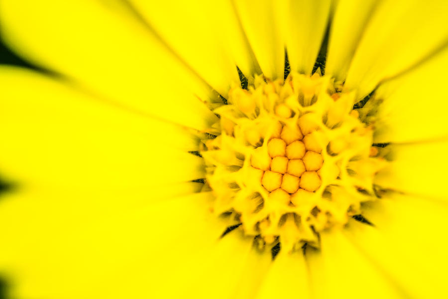 Yellow Flower Stamen Photograph by John Williams