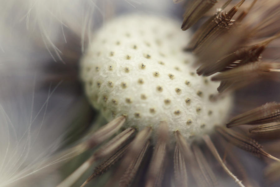 Pin Cushion Photograph by Amy Tyler