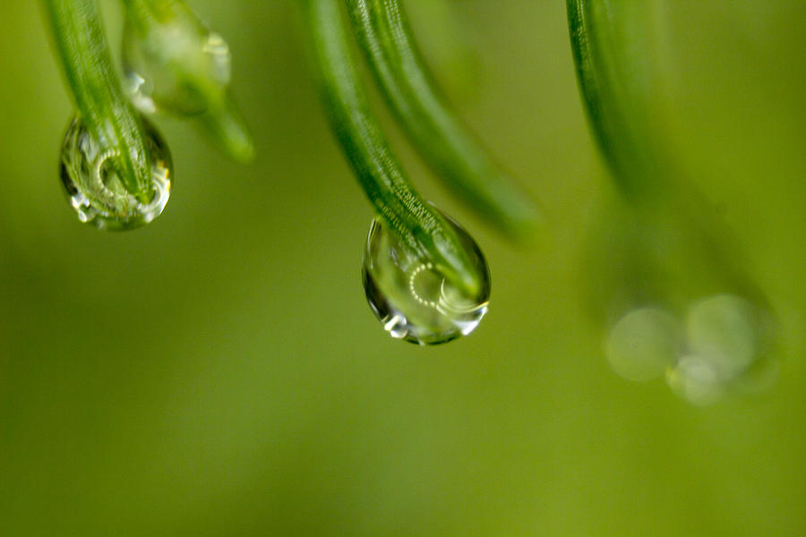 Macro Droplets Photograph by Tammy Chesney