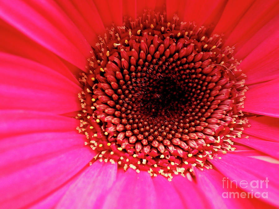 Macro Flower Photograph by FineArtRoyal Joshua Mimbs