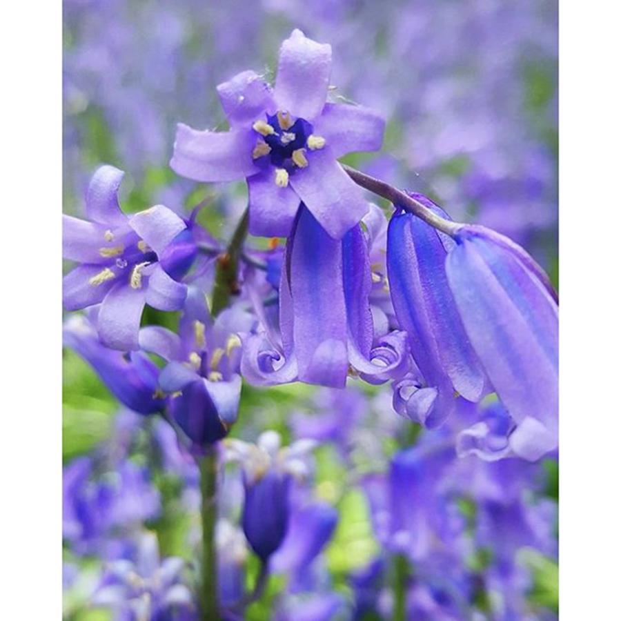 Spring Photograph - #macro #flower #flowers #bluebell by Natalie Anne