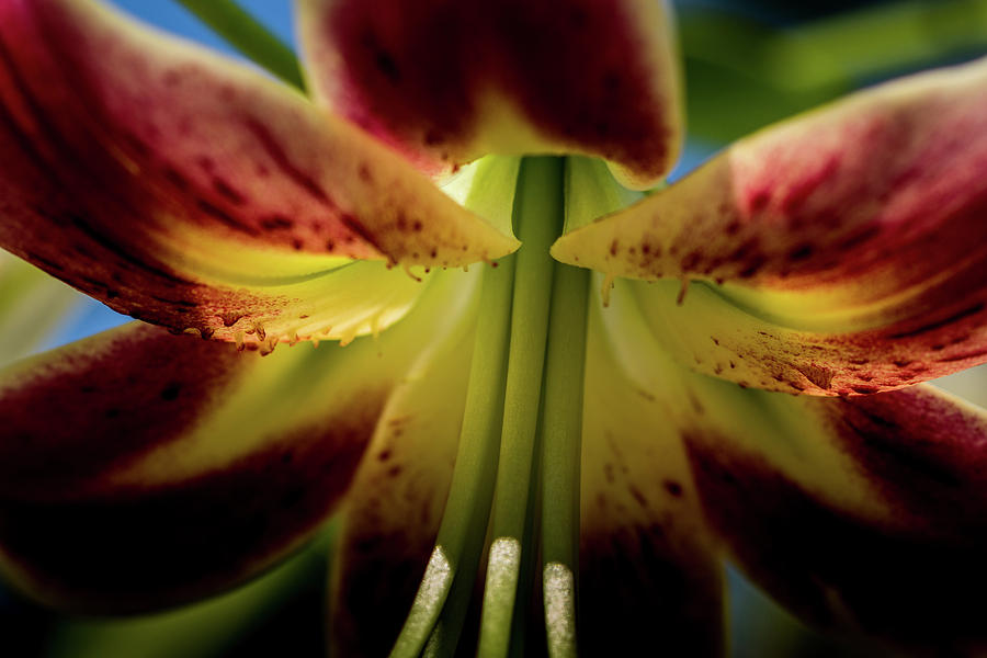 Macro Flower Photograph by Jay Stockhaus