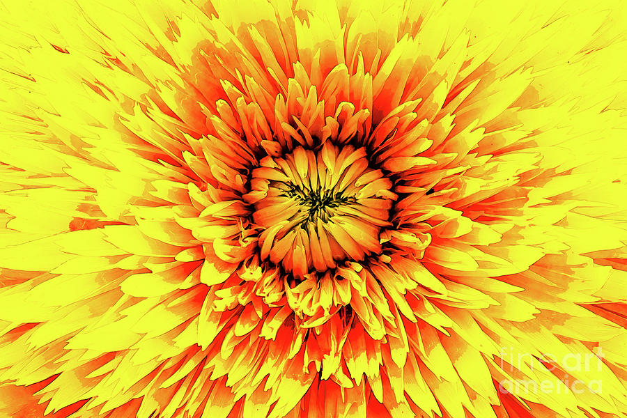 Macro Flower Petals Digital Art by Phil Perkins