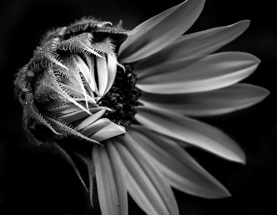 Black And White Photograph - Macro flower by Ryan Dove