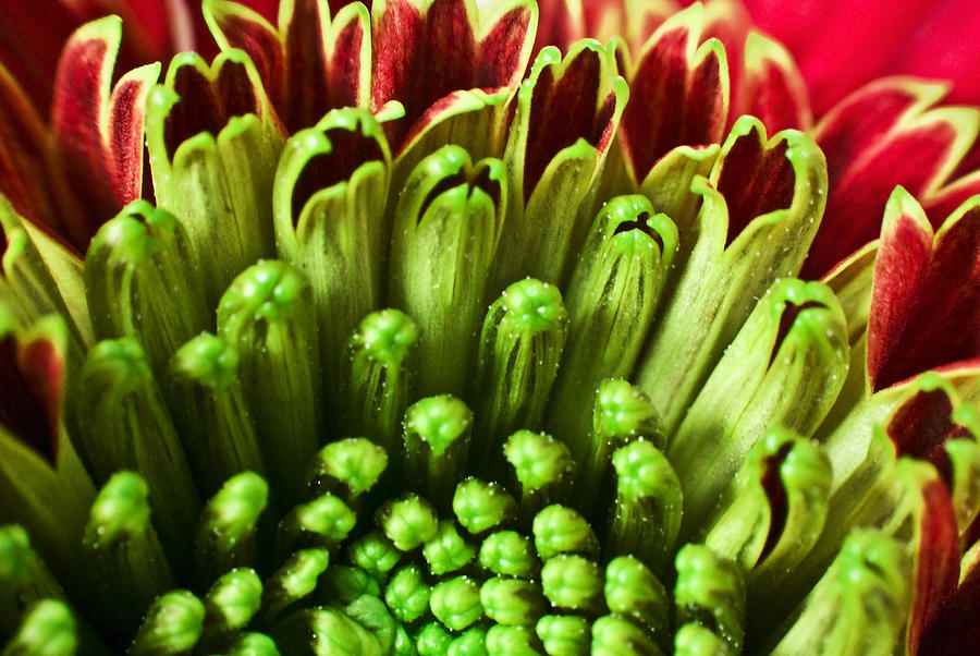 Macro Flower Photograph by Svetlana Sewell