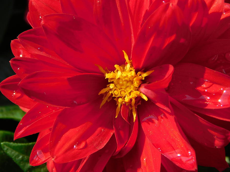 Macro Flowers 2 Photograph By Arlane Crump Fine Art America