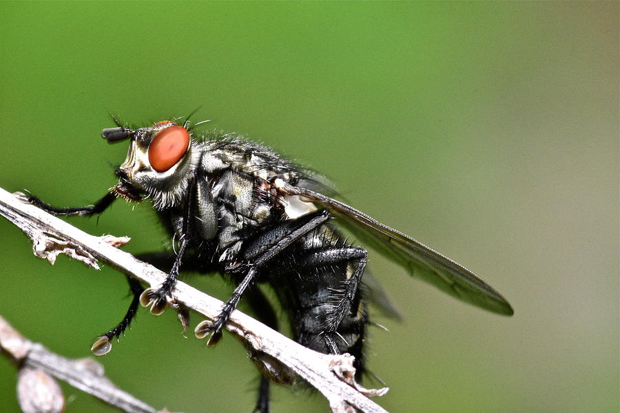 Macro Fly Photograph by Jeffrey PERKINS