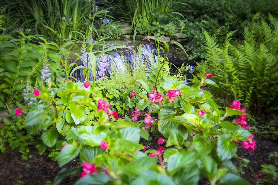 Macro Forest Photograph by Will Akers - Fine Art America