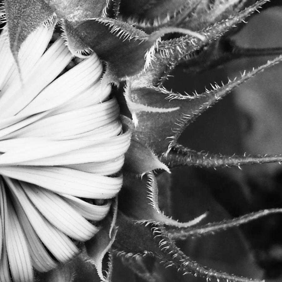 Flower Photograph - Macro Fun. Closed Sunflower Up Close by Liz Gauthier Acosta