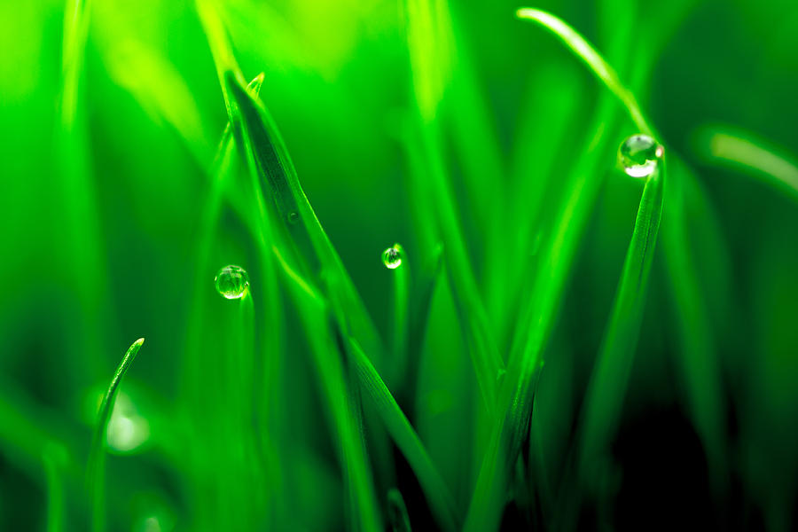 Macro image of fresh green grass Photograph by John Williams