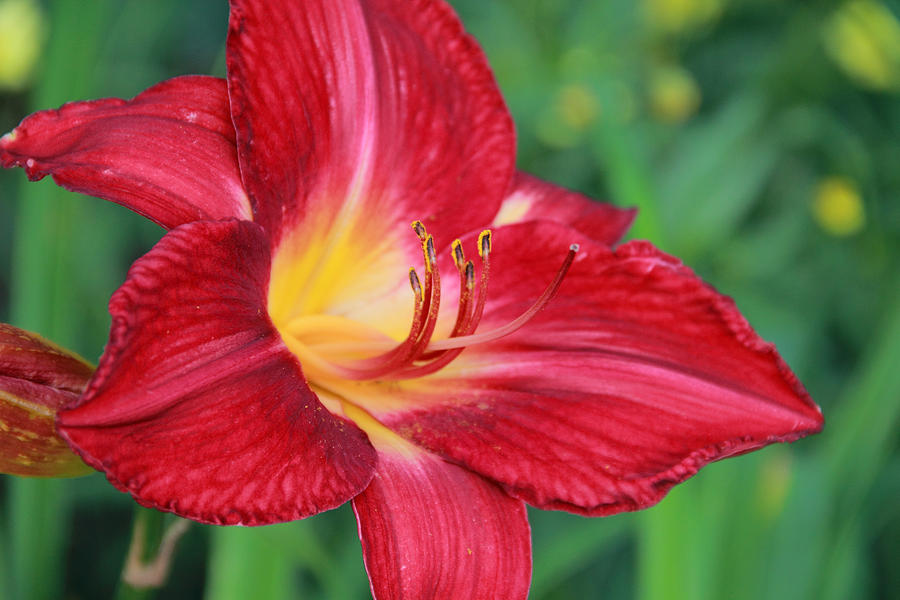 Macro Image of Red Daylily Photograph by Angela Murdock