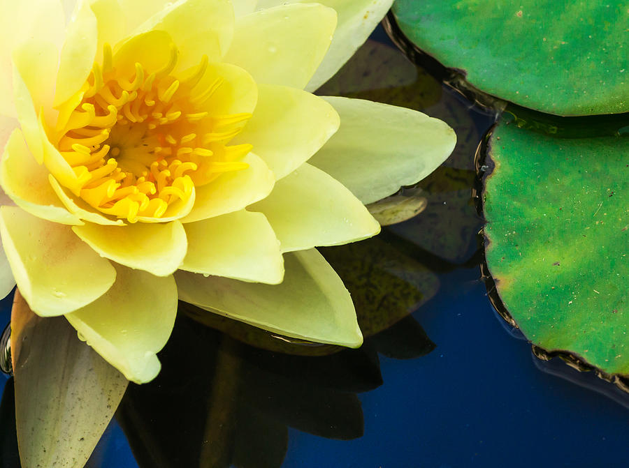 Macro Image Of Yellow Water Lilly Photograph