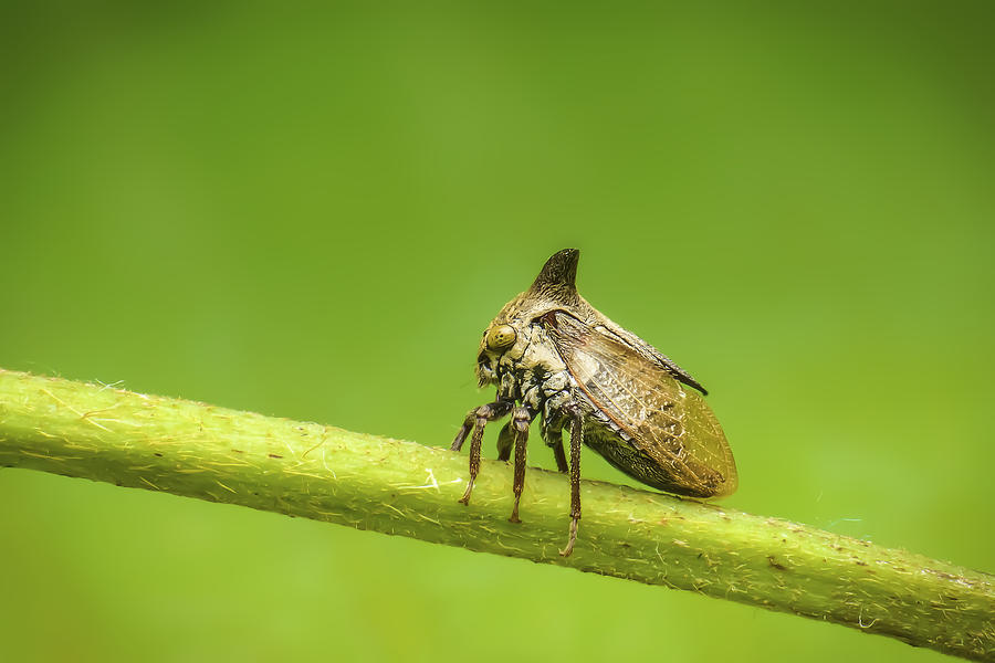 Macro insects in colorful nature Photograph by Cliff Ting - Pixels