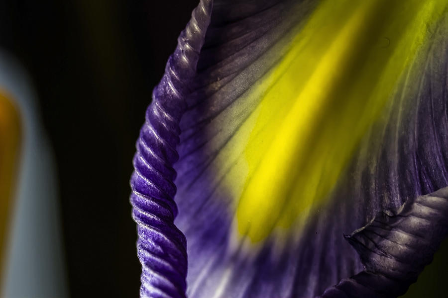 macro Iris abstract Photograph by Sven Brogren